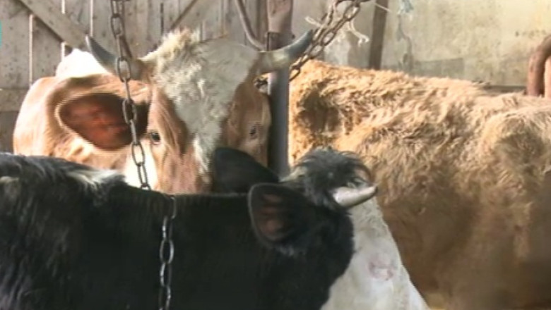 CAMERA ASCUNSA. Samsarii de animale fac, anual, mii de tranzactii ilegale Imagine