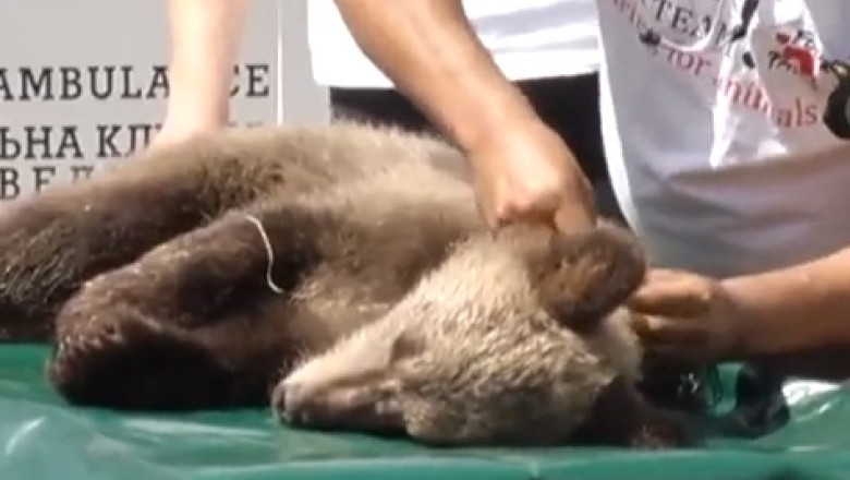 CAMERA ASCUNSA. Un pui de urs a fost vandut cu 1.000 de dolari unei televiziuni din Ucraina Imagine