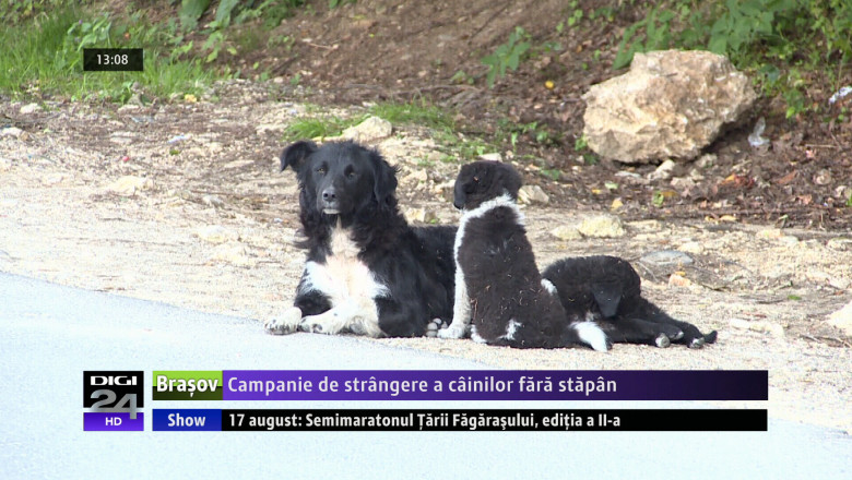 Campanie de strangere a cainilor fara stapan Imagine