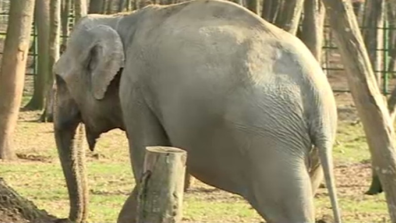 Campanie pentru elefantul Tania. 100.000 de semnaturi pentru animalul de la Zoo Targu Mures Imagine