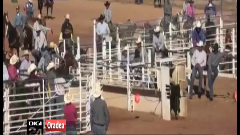 Campionat european de rodeo in Baile Felix. 16 cowboy moderni se intrec in lupte cu tauri Imagine