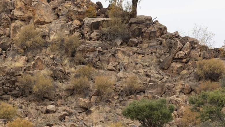 Camuflajul perfect. In aceasta fotografie, patru gheparzi se relaxeaza linistiti, insa nimeni nu reuseste sa-i observe Imagine
