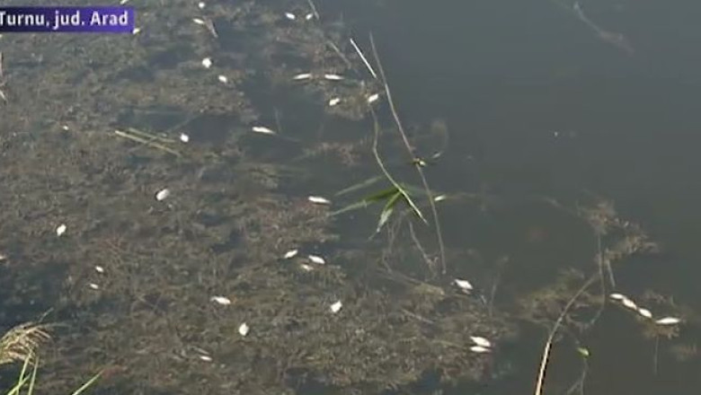 Canal cu sute de pesti morti. Vom lua masuri coercitive daca va fi cazul, anunta Garda de Mediu Imagine