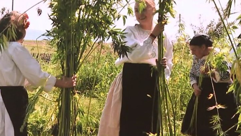 Canepa, pusa in umbra de canabis. In Timis, din 10.000 de hectare au mai ramas... cinci Imagine