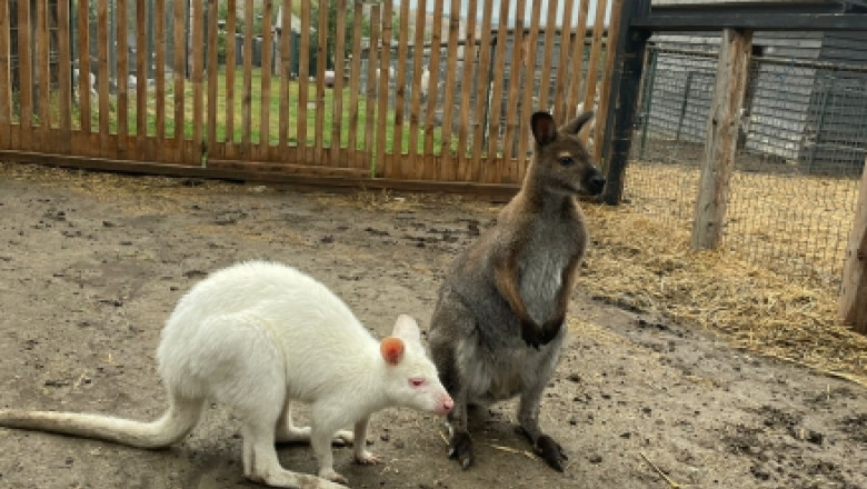 Canguri in curtile unor ieseni. Ce alte specii protejate de lege au gasit autoritatile Imagine
