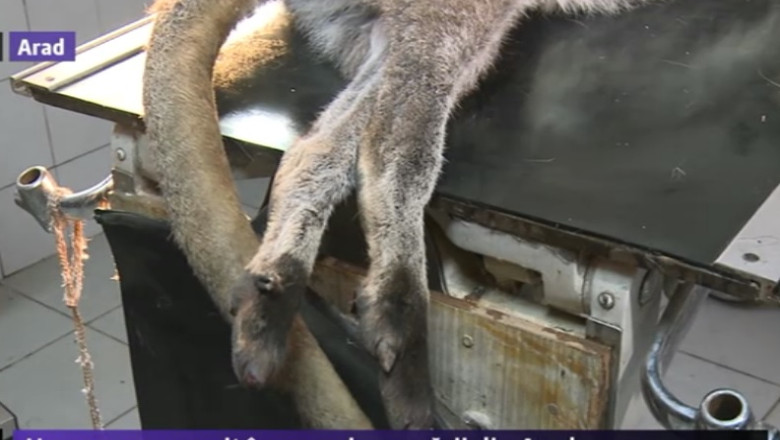Cangurul care a murit dupa ce a fost prins in gara Arad era epuizat fizic Imagine