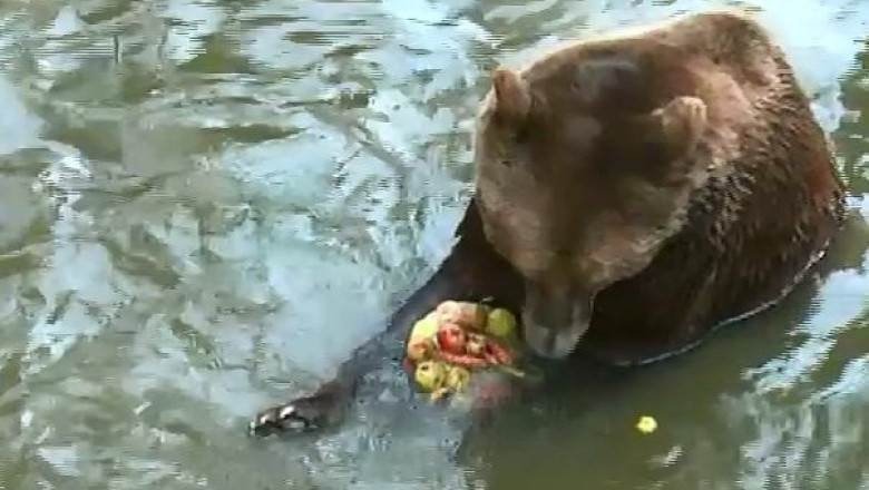 Canicula de la Zoo Timisoara, combatuta cu o inghetata speciala Imagine