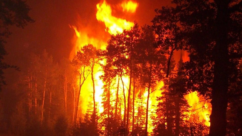 Canicula face ravagii in America Latina. O mie de hectare de padure au fost facute scrum in Chile Imagine