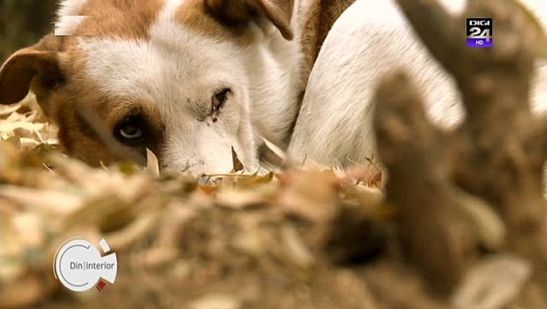 Canicula starneste cainii. Val de agresiuni in judetul Brasov, stocul de antirabic se epuizeaza Imagine