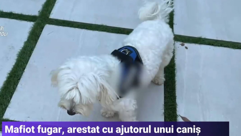 Cap al mafiei italiene, arestat la Napoli. Un caine din rasa canis a ajutat la prinderea lui Luigi Cacciapuoti Imagine