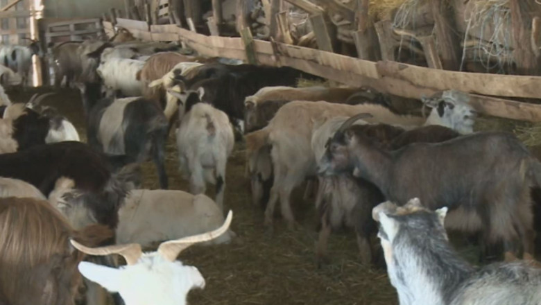 Caprele carpatine au defecte genetice Imagine