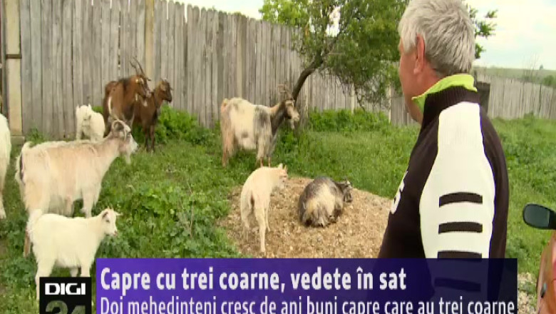 Caprele cu trei coarne, vedete in Devesel, judetul Mehedinti Imagine