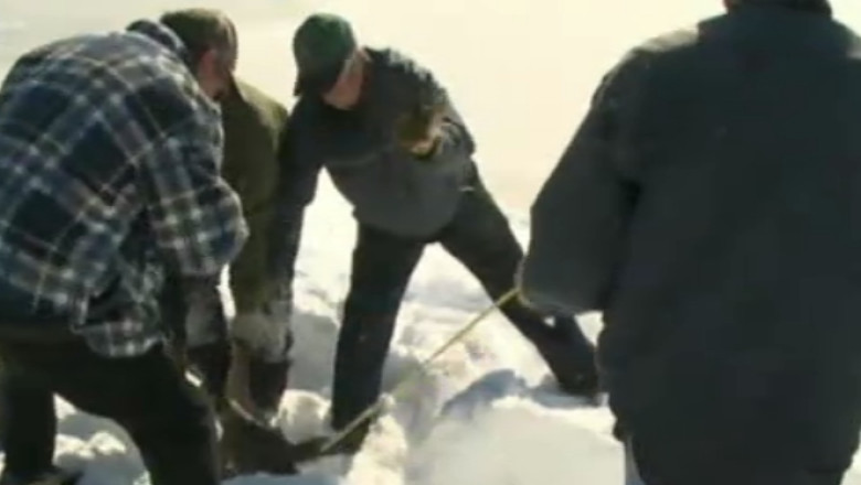 Caprioara salvata de sub zapada, in Canada Imagine