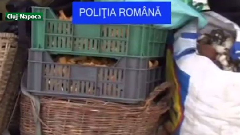 Captura record de fructe si ciuperci Imagine