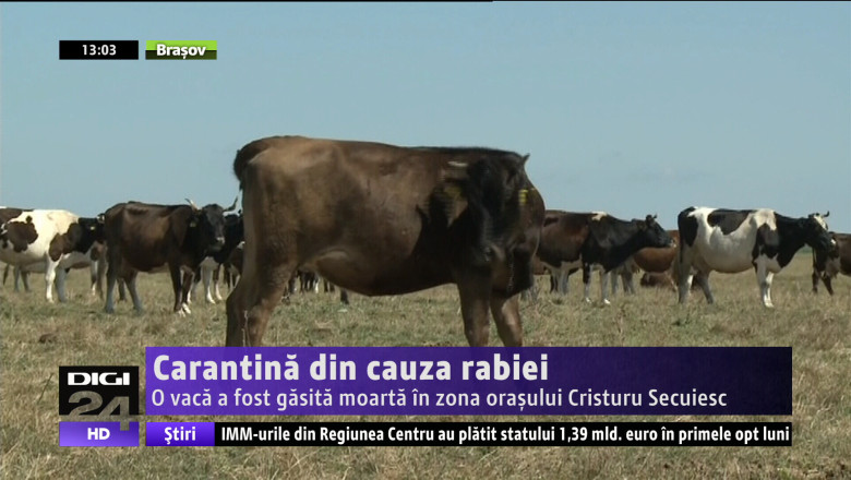 Carantina din cauza rabiei. O vaca a fost gasita moarta in zona orasului Cristuru Secuiesc Imagine