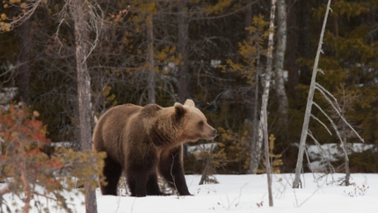 Carantina la Padina. Ursul care a atacat un cabanier era turbat. Angajatii cabanelor si cainii din zona vor fi vaccinati Imagine