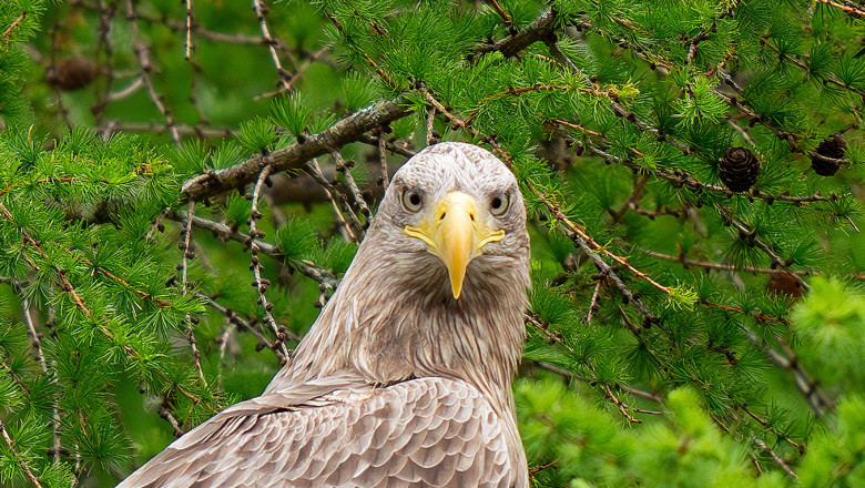 Care este animalul cu cea mai buna vedere din lume. Concluzia la care au ajuns cercetatorii americani Imagine