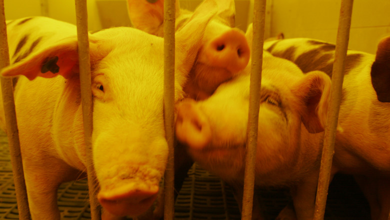 Carnea de porc se va scumpi cu 12-15% pana la sfarsitul anului Imagine