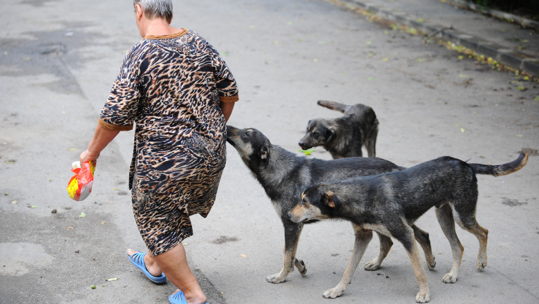 CARTIERE PERICULOASE. Harta zonelor din Bucuresti unde maidanezii fac legea Imagine