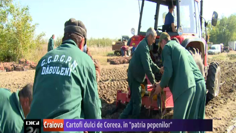 Cartofi dulci de Coreea, in "patria pepenilor", la Dabuleni Imagine