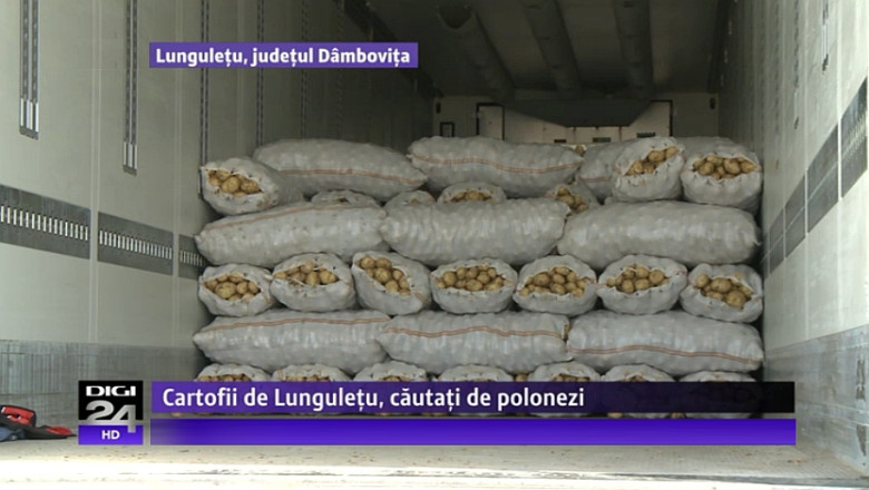 Cartofii de Lunguletu, la mare cautare. Interesati: intreprinzatorii polonezi ramasi fara recolta dupa inundatii Imagine
