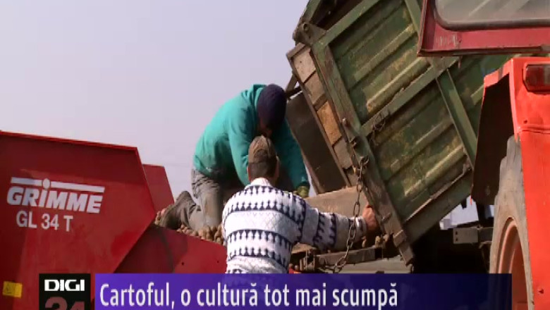 Cartoful, o cultura tot mai scumpa  Imagine