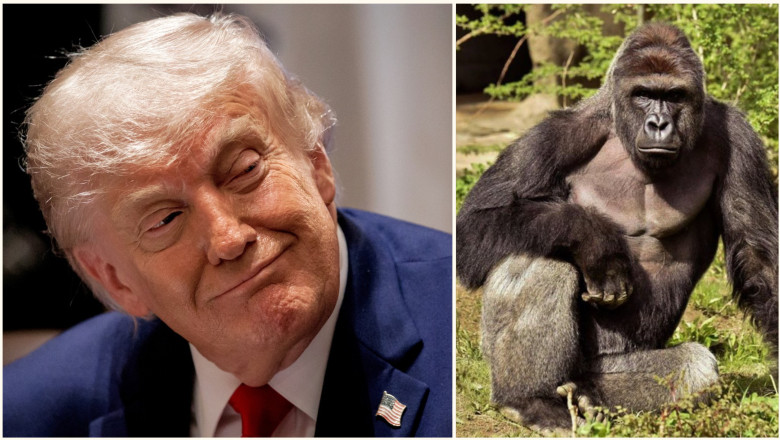 Casa Alba starneste un val de critici si ironii cu un omagiu pentru gorila Harambe, la 10 ani de la moarte: „Un adevarat patriot”