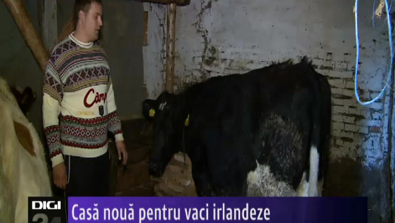 Casa noua pentru vaci irlandeze. 31 de familii au primit animalele printr-un proiect umanitar Imagine