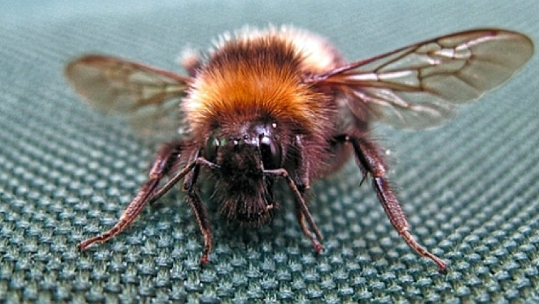 Casa-stup: 20.000 de albine, musafiri nepoftiti in locuinta unei femei din Florida Imagine