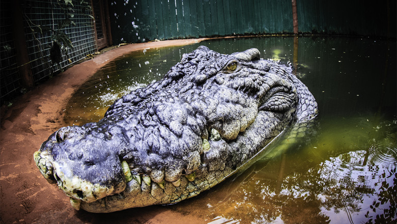 Cassius, cel mai mare crocodil aflat in captivitate, ar putea fi chiar mai mare decat se stia Imagine