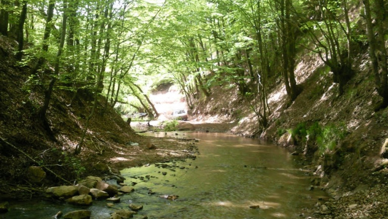 Castanii comestibili, pe cale de disparitie in Bihor Imagine