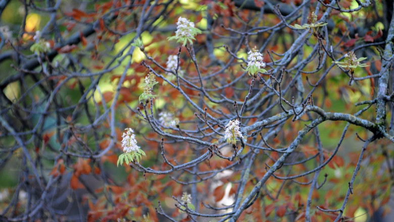 Castanii din Buzau au inflorit pentru a doua oara in acest an. O anomalie: „Arborii si-au pierdut oarecum calendarul” Imagine
