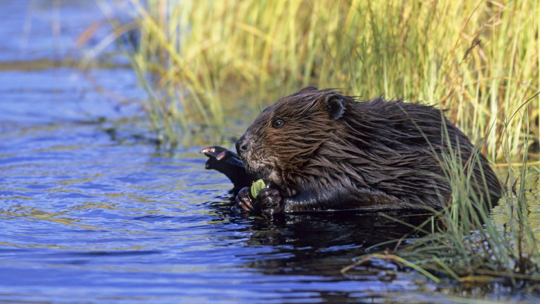 Castorii redeseneaza harta Arcticii. Rozatoarele, aduse de schimbarile climatice, au invadat Alaska si fac prapad Imagine