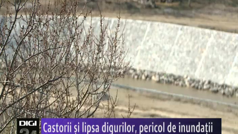 Castorii si lipsa digurilor, pericol de inundatii Imagine