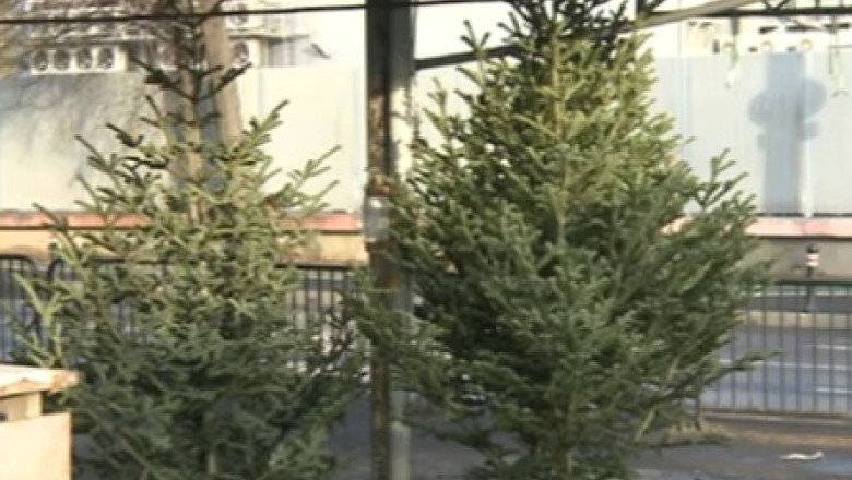 Cat costa brazii de Craciun Imagine