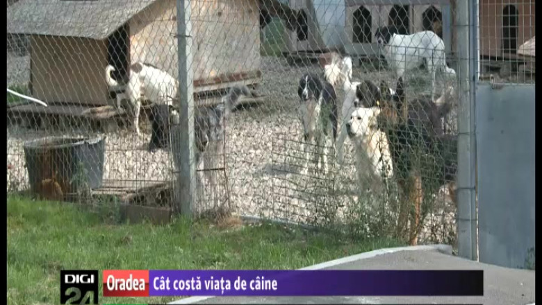 Cat costa viata de caine. Primaria Oradea cheltuie lunar 150 de lei pentru fiecare animal din adapostul de caini Imagine