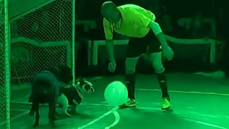 Catalonia, prima regiune autonoma din Spania care a interzis circul cu animale Imagine