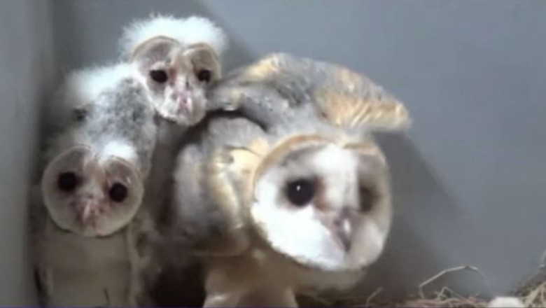 Cateva animale pe cale de disparitie, noile atractii ale unei gradini zoo din Franta Imagine