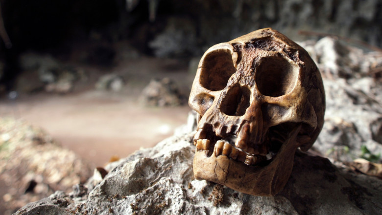 Cazul misterios al „hobbitului”, extraordinara fosila care a schimbat radical povestea evolutiei omului Imagine