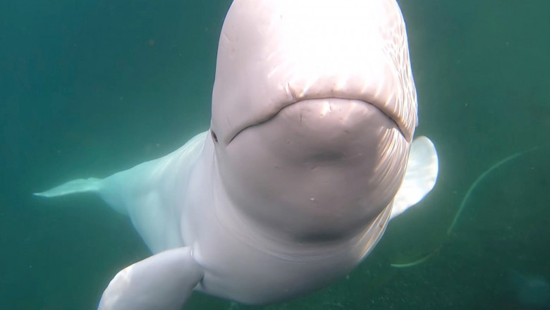 Cazul mortii lui Hvaldimir, „beluga-spion” a Rusiei. Ce a indicat autopsia Imagine