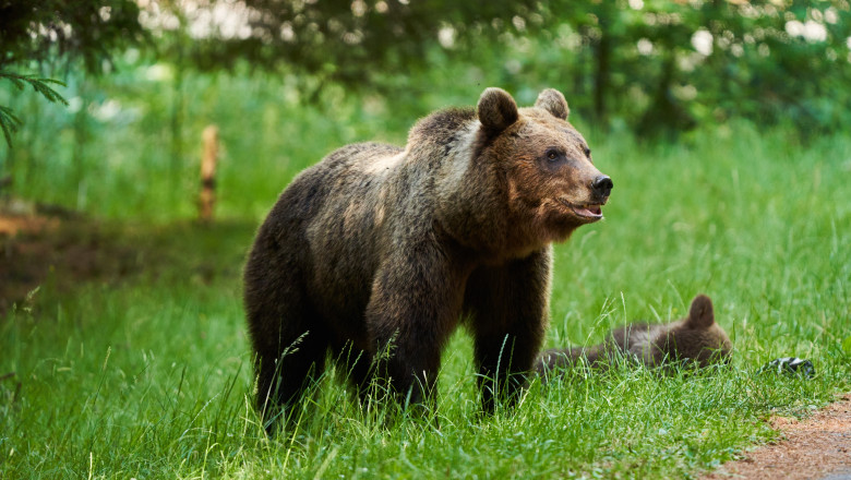 Cazul salvamontistului din Predeal: ursoaica a fost impuscata. Puii au fost tranchilizati, cipati si eliberati in padure Imagine