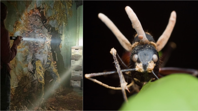 Ce este „ciuperca zombi” si care este riscul ca lumea sa fie devastata de o pandemie fungica, la fel ca in serialul „The Last of Us” Imagine