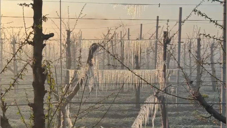 CE: Fermierii romani ale caror culturi de fructe au fost distruse de inghetul din primavara vor primi 11,5 milioane euro Imagine