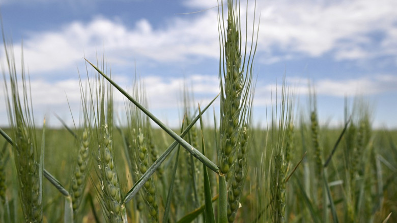 CE ia in calcul crearea unor coridoare terestre pentru cerealele din Ucraina. Valean: 12% din productia mondiala de grau e acolo Imagine