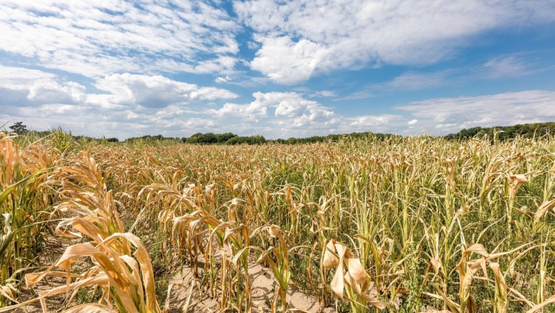 CE reduce estimarile privind productia de porumb din acest an, din cauza recoltelor scazute din Romania, Franta, Bulgaria si Ungaria Imagine