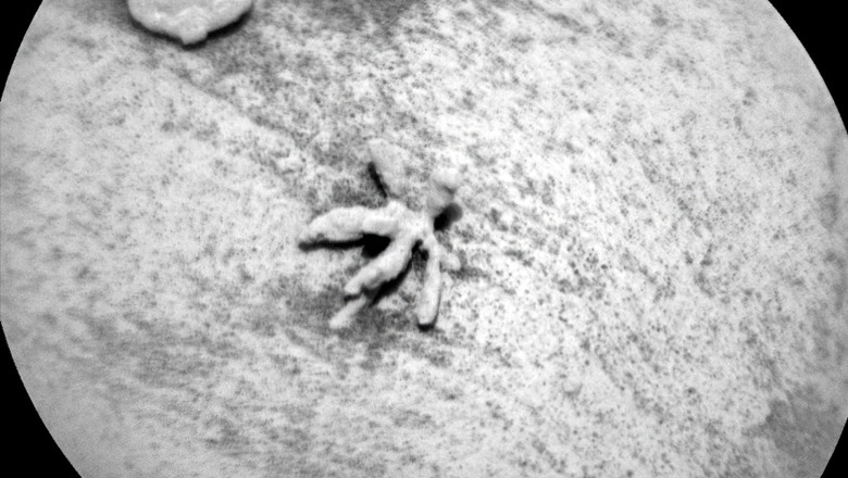 Ce reprezinta, de fapt, „coralul” vechi de miliarde de ani descoperit de NASA pe planeta Marte. Imaginea care i-a uimit pe cercetatori Imagine