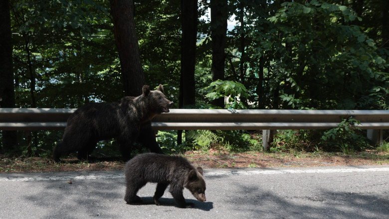 Ce spune ministrul Mediului despre cazul celor trei pui ai ursoaicei impuscate pe Transfagarasan dupa ce a ucis un motociclist Imagine