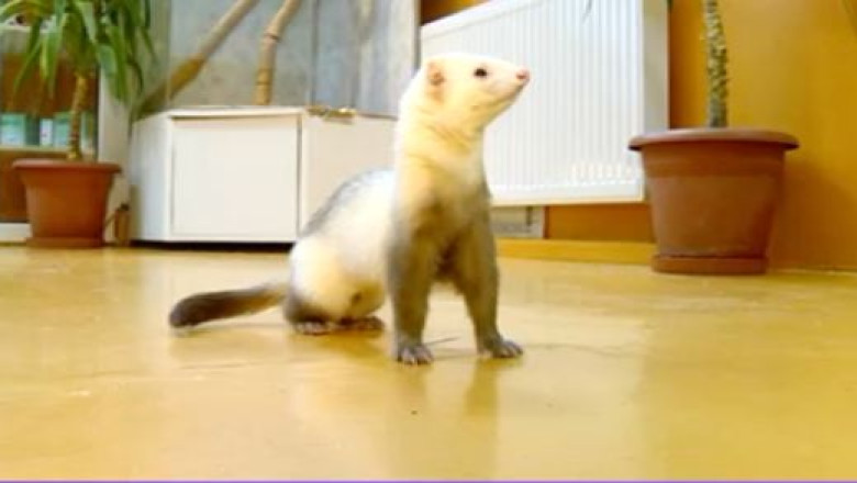 Ce trebuie sa stim despre dihorii de apartament Imagine