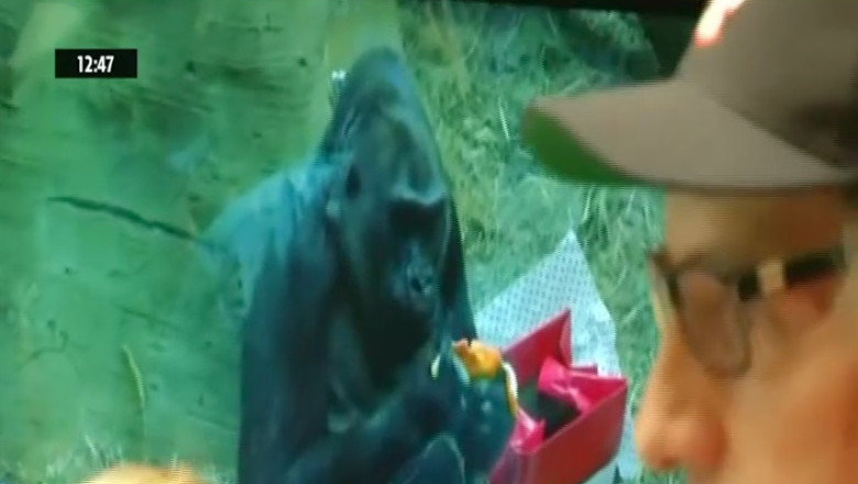 Cea mai batrana gorila de la Zoo Imagine