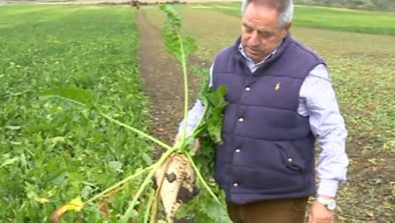 Cea mai buna productie de sfecla din ultimii ani. Zaharul s-ar putea ieftini Imagine